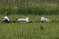 Vorschaubild Korallenmöwe