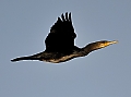 Vorschaubild Kormoran