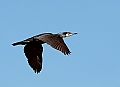 Vorschaubild Kormoran