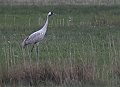 Vorschaubild Kranich