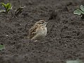 Vorschaubild Kurzzehenlerche