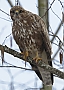 Vorschaubild Mäusebussard