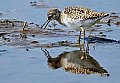 Vorschaubild Bruchwasserläufer