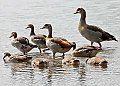 Vorschaubild Nilgans