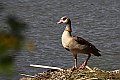 Vorschaubild Nilgans