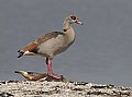 Vorschaubild Nilgans