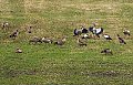 Vorschaubild Nilgans