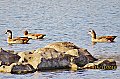 Vorschaubild Nilgans