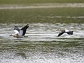 Vorschaubild Nilgans
