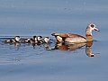 Vorschaubild Nilgans