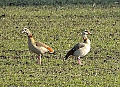 Vorschaubild Nilgans