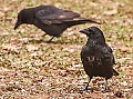 Vorschaubild Rabenkrähe