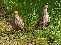 Vorschaubild Rebhuhn
