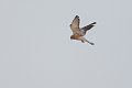 Vorschaubild Rötelfalke Vorschaubild Rötelfalke
