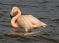 Vorschaubild Rosaflamingo