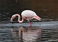 Vorschaubild Rosaflamingo