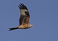 Vorschaubild Rotmilan