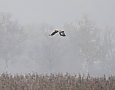 Vorschaubild Adler, Artbestimmung unklar.