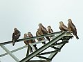 Vorschaubild Schwarzmilan Vorschaubild Schwarzmilan