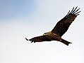 Vorschaubild Schwarzmilan Vorschaubild Schwarzmilan