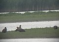 Vorschaubild Seeadler Vorschaubild Seeadler