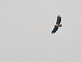 Vorschaubild Seeadler Vorschaubild Seeadler