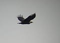 Vorschaubild Seeadler Vorschaubild Seeadler
