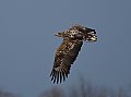 Vorschaubild Seeadler