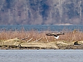 Vorschaubild Seeadler