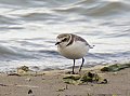 Vorschaubild Seeregenpfeifer