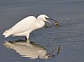 Vorschaubild Seidenreiher Vorschaubild Seidenreiher