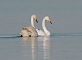 Vorschaubild Singschwan Vorschaubild Singschwan