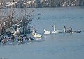 Vorschaubild Singschwan Vorschaubild Singschwan