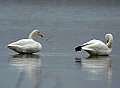 Vorschaubild Singschwan Vorschaubild Singschwan