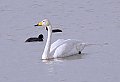 Vorschaubild Singschwan Vorschaubild Singschwan