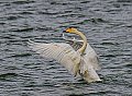 Vorschaubild Singschwan Vorschaubild Singschwan
