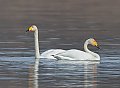 Vorschaubild Singschwan