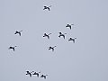 Vorschaubild Singschwan Vorschaubild Singschwan