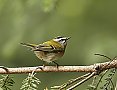 Vorschaubild Sommergoldhähnchen