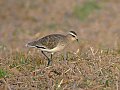 Vorschaubild Steppenkiebitz