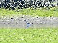 Vorschaubild Teichwasserläufer
