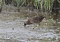 Vorschaubild Tüpfelsumpfhuhn Vorschaubild Tüpfelsumpfhuhn