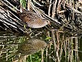 Vorschaubild Tüpfelsumpfhuhn Vorschaubild Tüpfelsumpfhuhn
