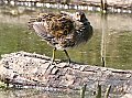 Vorschaubild Tüpfelsumpfhuhn Vorschaubild Tüpfelsumpfhuhn