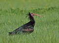 Vorschaubild Waldrapp
