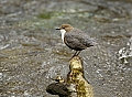 Vorschaubild Wasseramsel