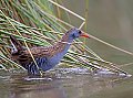 Vorschaubild Wasserralle