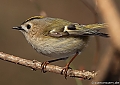 Vorschaubild Wintergoldhähnchen