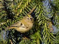 Vorschaubild Wintergoldhähnchen