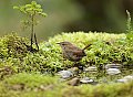 Vorschaubild Zaunkönig Vorschaubild Zaunkönig